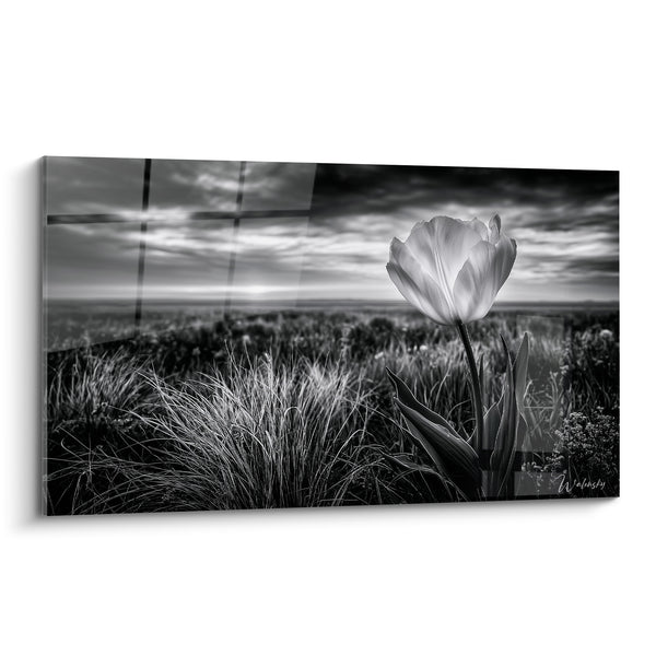 Tableau Tulipe blanche aux herbes sauvages grises - Lumière d'aube - Edition Tulipe