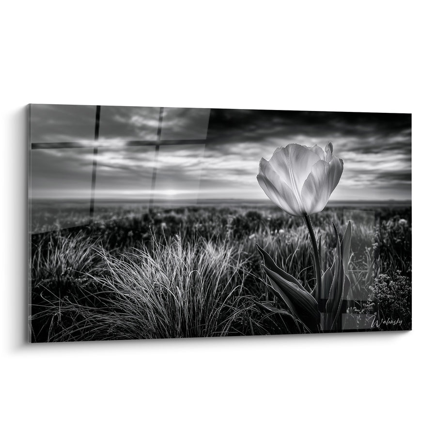 Tableau Tulipe blanche aux herbes sauvages grises - Lumière d'aube - Edition Tulipe