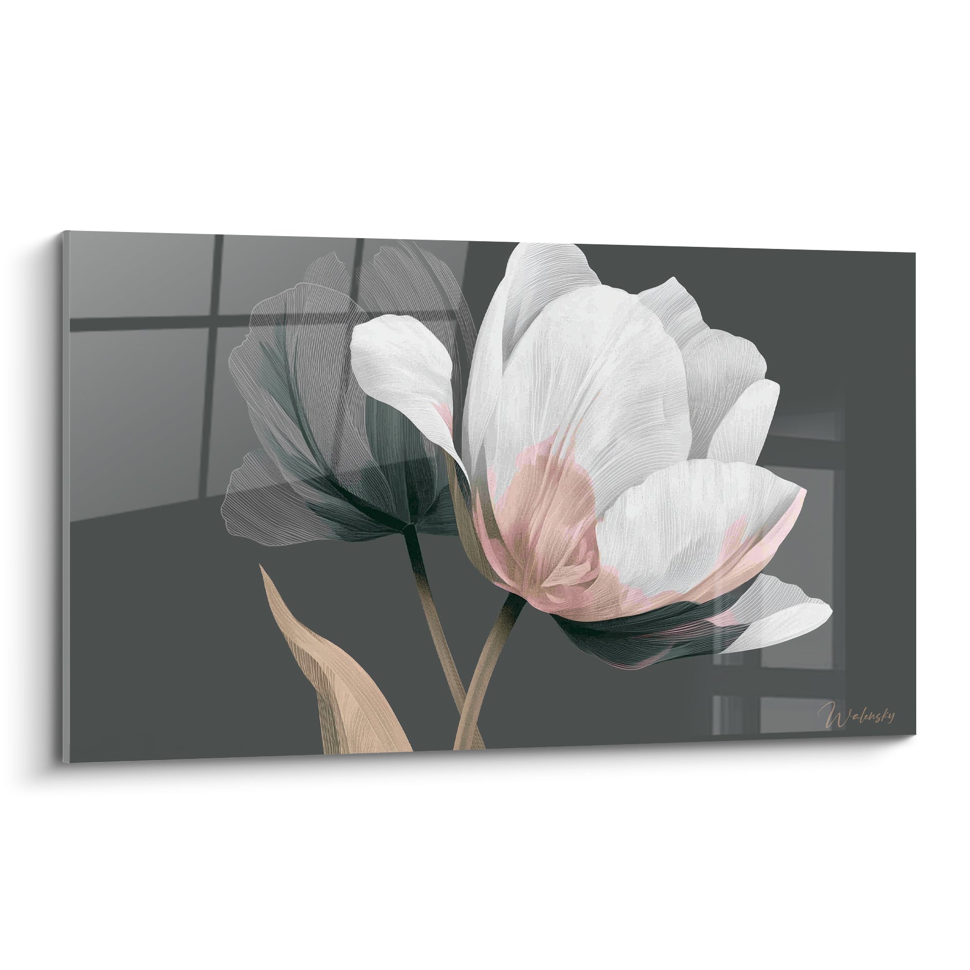 Tulipe blanche aux pétales translucides et cœur rose pâle sur fond anthracite profond