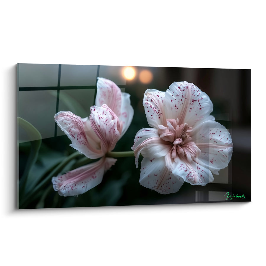 Tableau Tulipes blanches et roses aux pétales mouchetés - Lumières floues en arrière-plan - Edition Tulipe