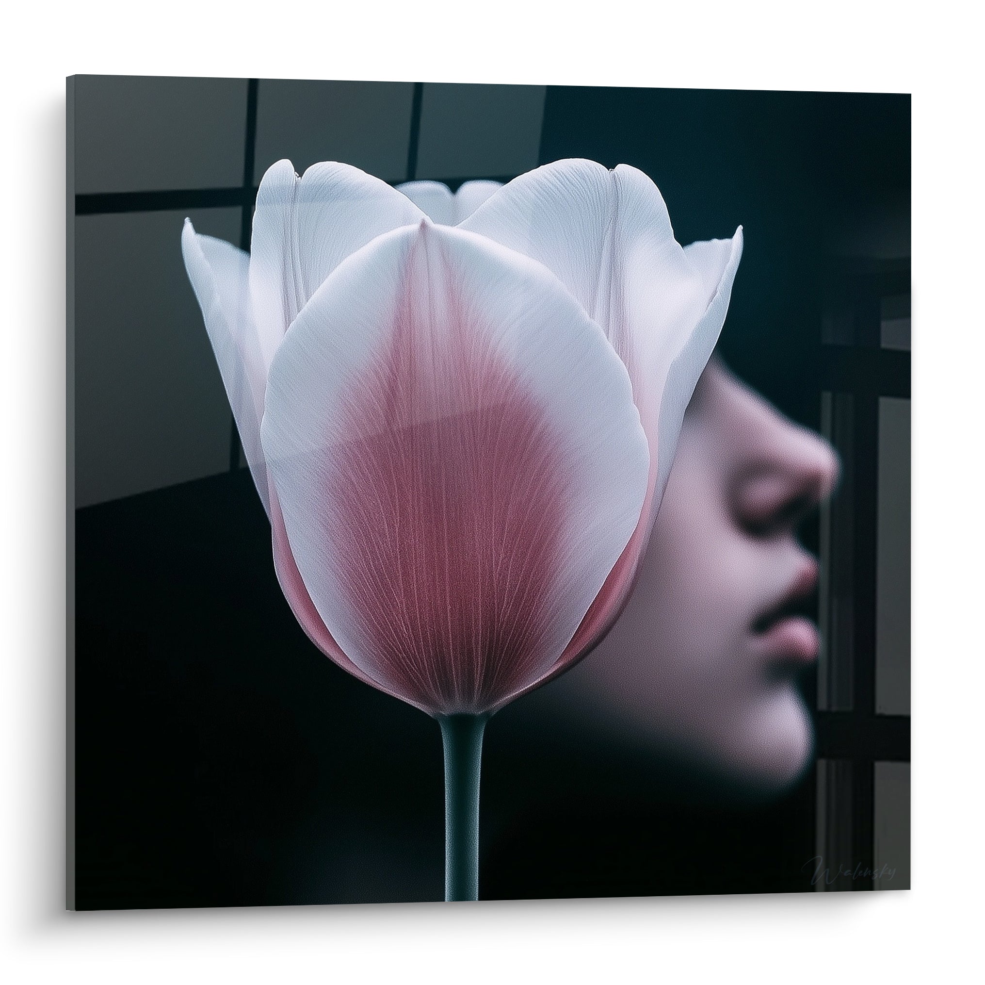 Tulipe blanche et rose aux pétales nacrés, visage effacé en fond anthracite quadrillé