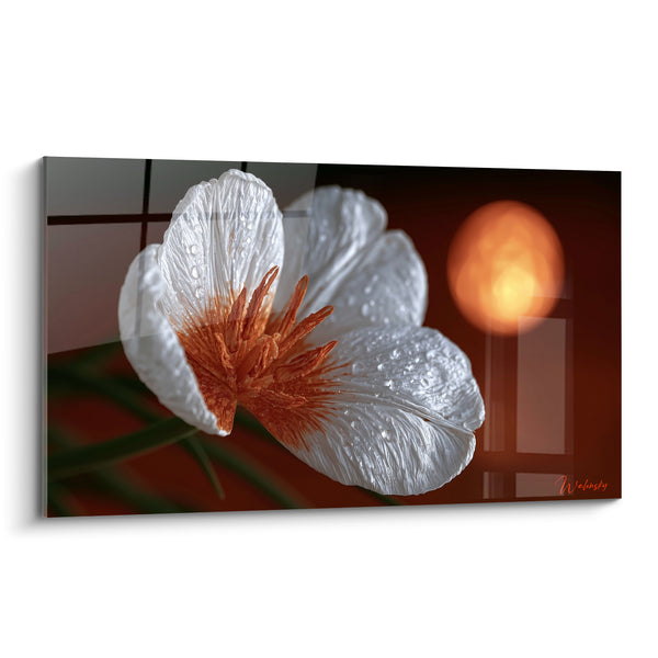Tableau Tulipe blanche et orange aux gouttelettes scintillantes - Halo solaire flouté - Edition Tulipe