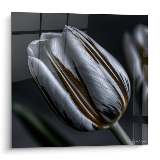 Tulipe blanche aux stries brun doré se déploie sur un fond anthracite quadrillé et texturé.
