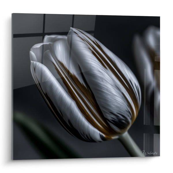 Tableau Tulipe blanche aux stries ambrées - Éveil nocturne - Edition Tulipe