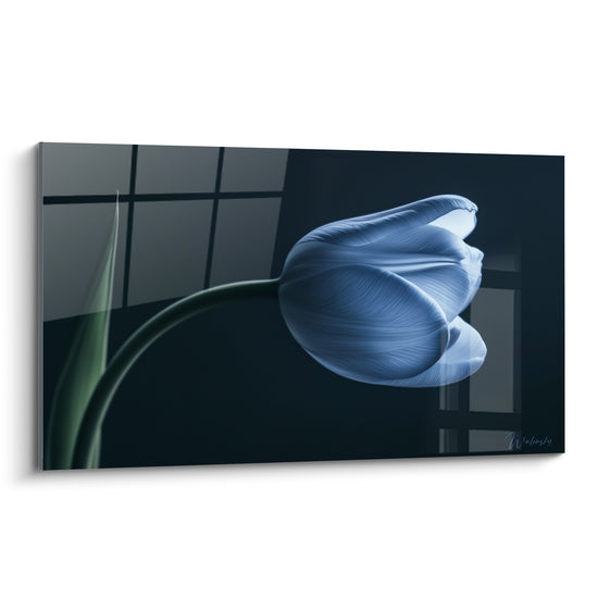 Tulipe bleu poudré aux pétales déployés sur fond anthracite et reflets argentés