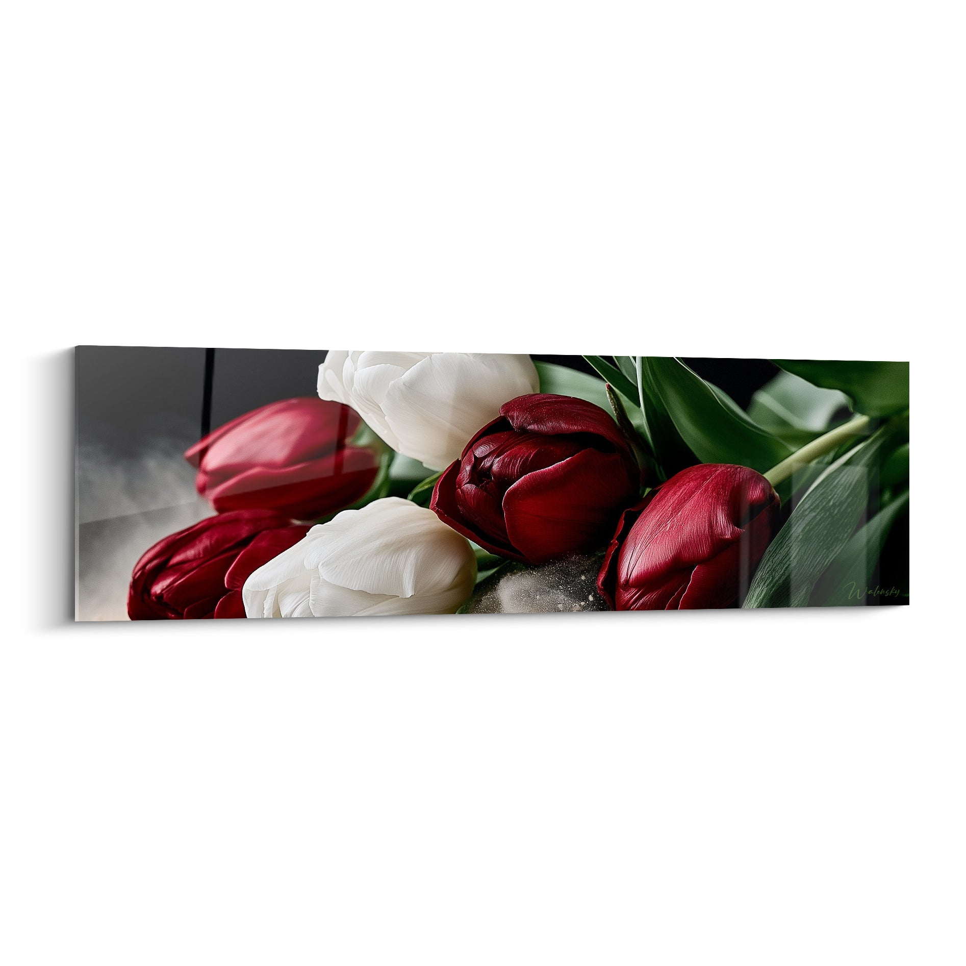 Tulipe bordeaux et blanche aux pétales veloutés reposant sur fond anthracite, gros plan botanique