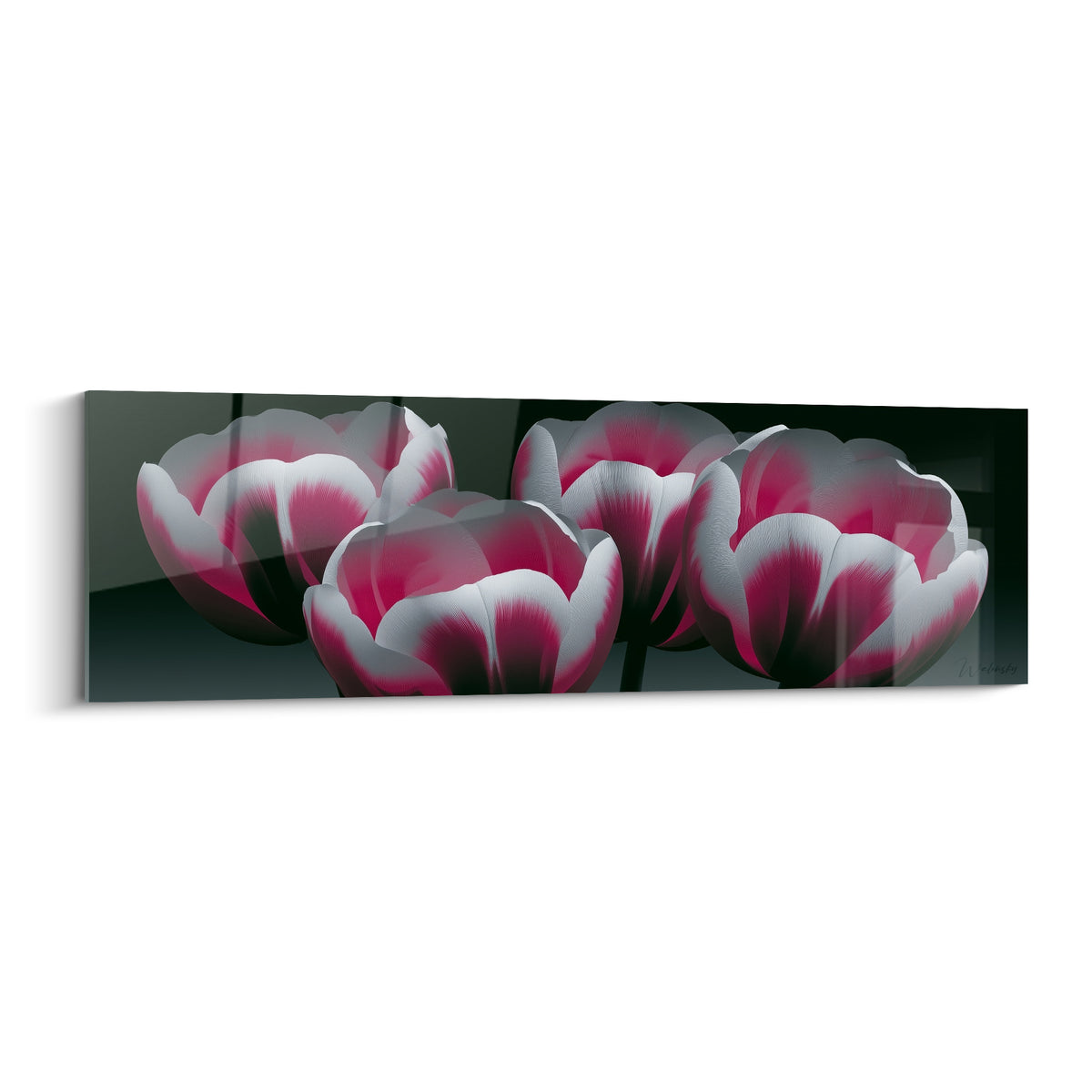 Tulipes roses et blanches nacrées se déploient sur un fond anthracite profond et dramatique