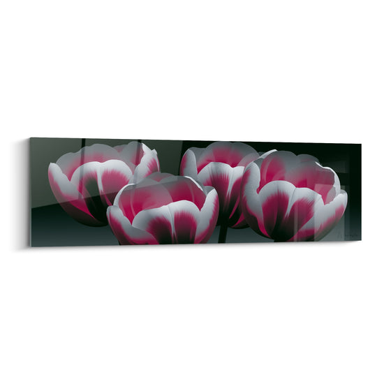 Tulipes roses et blanches nacrées se déploient sur un fond anthracite profond et dramatique