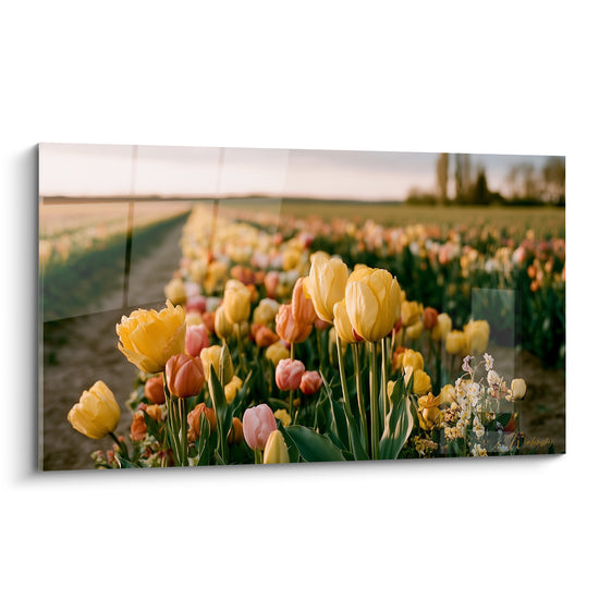 Tulipes jaunes et roses en rangées denses sous une lumière dorée de lever du jour
