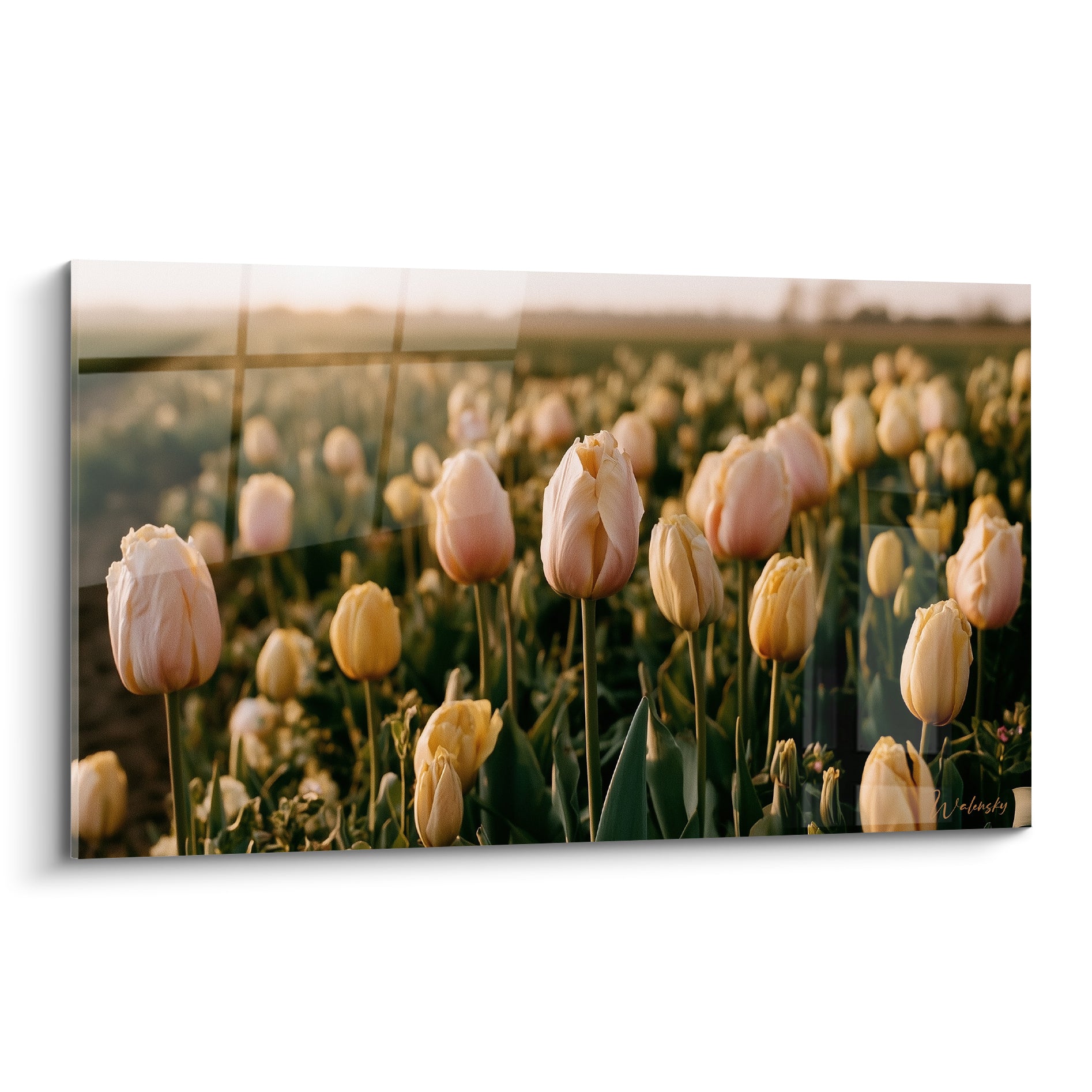 Tulipes roses et crème alignées dans un champ, lumière dorée rasante sur fond flou vert profond
