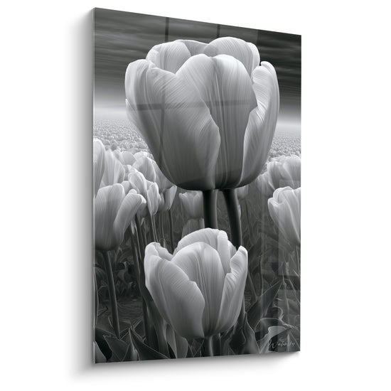 Tableau Tulipes blanches et grises en champ - Silence végétal - Edition Tulipe