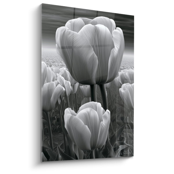 Tableau Tulipes blanches et grises en champ - Silence végétal - Edition Tulipe
