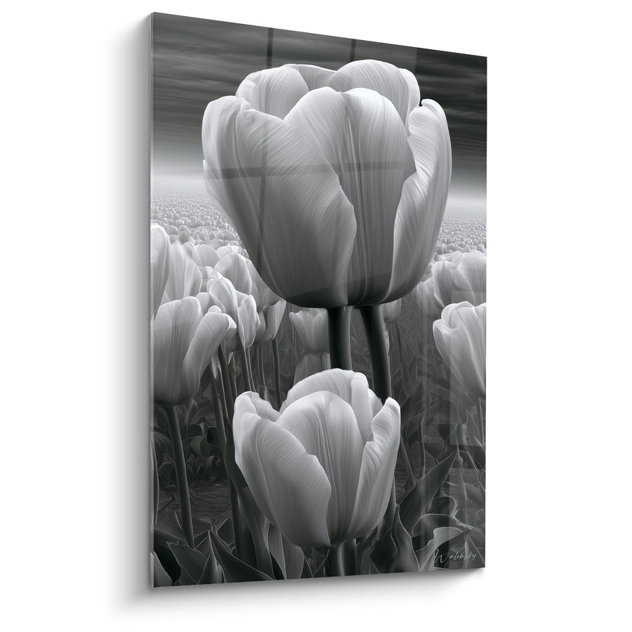 Tableau Tulipes blanches et grises en champ - Silence végétal - Edition Tulipe
