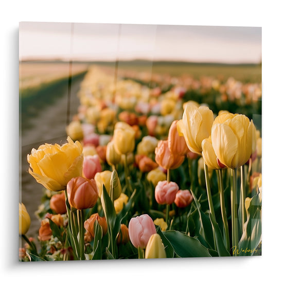 Tulipe jaune et rose ouvertes en premier plan d'un champ orangé au petit matin