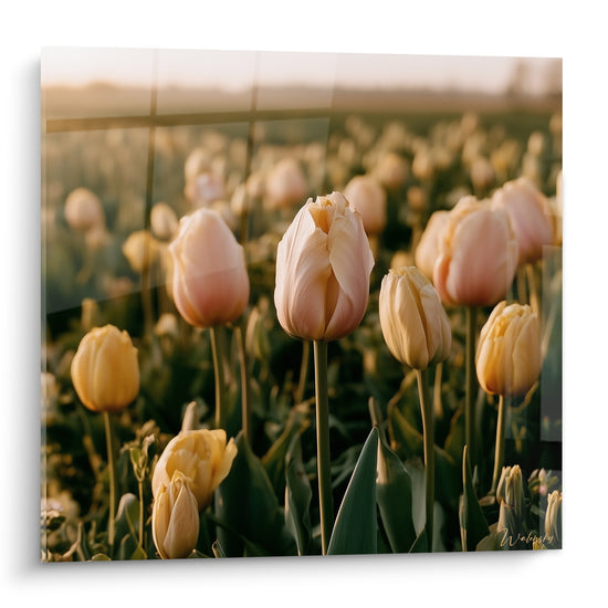 Tulipes roses et jaunes en gros bouquet, pétales délicats baignés de lumière dorée du soir