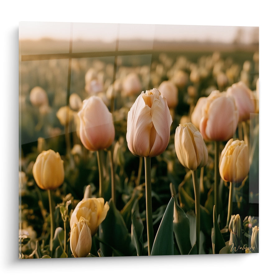 Tableau Champ de tulipes roses et jaunes au soleil - Lumière du matin - Edition Tulipe