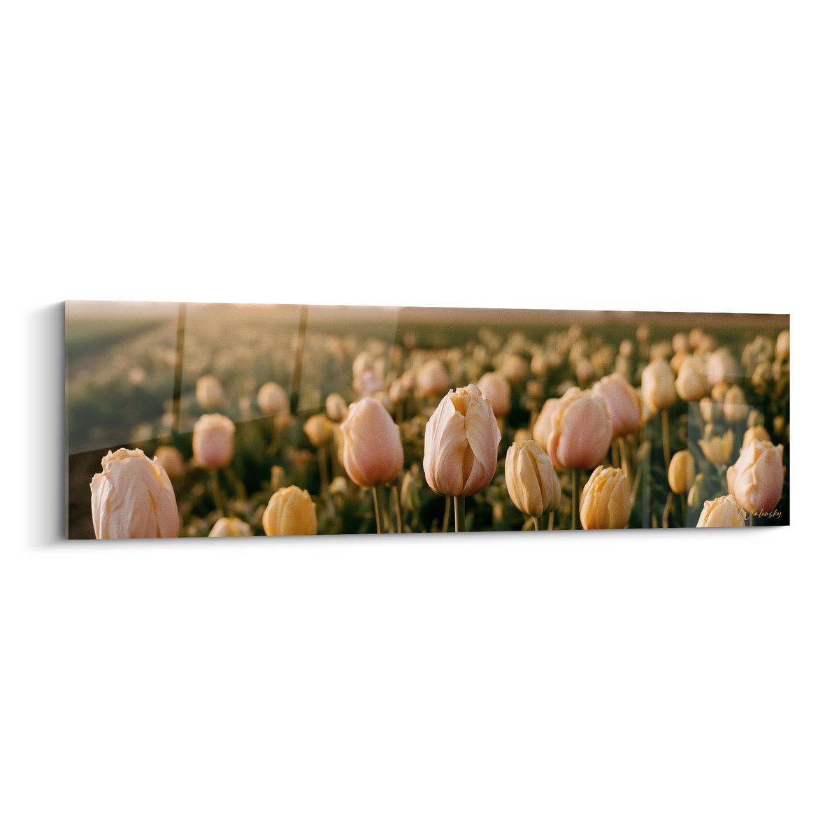Tulipes roses et dorées serrées les unes contre les autres sous une lumière matinale douce et diffuse
