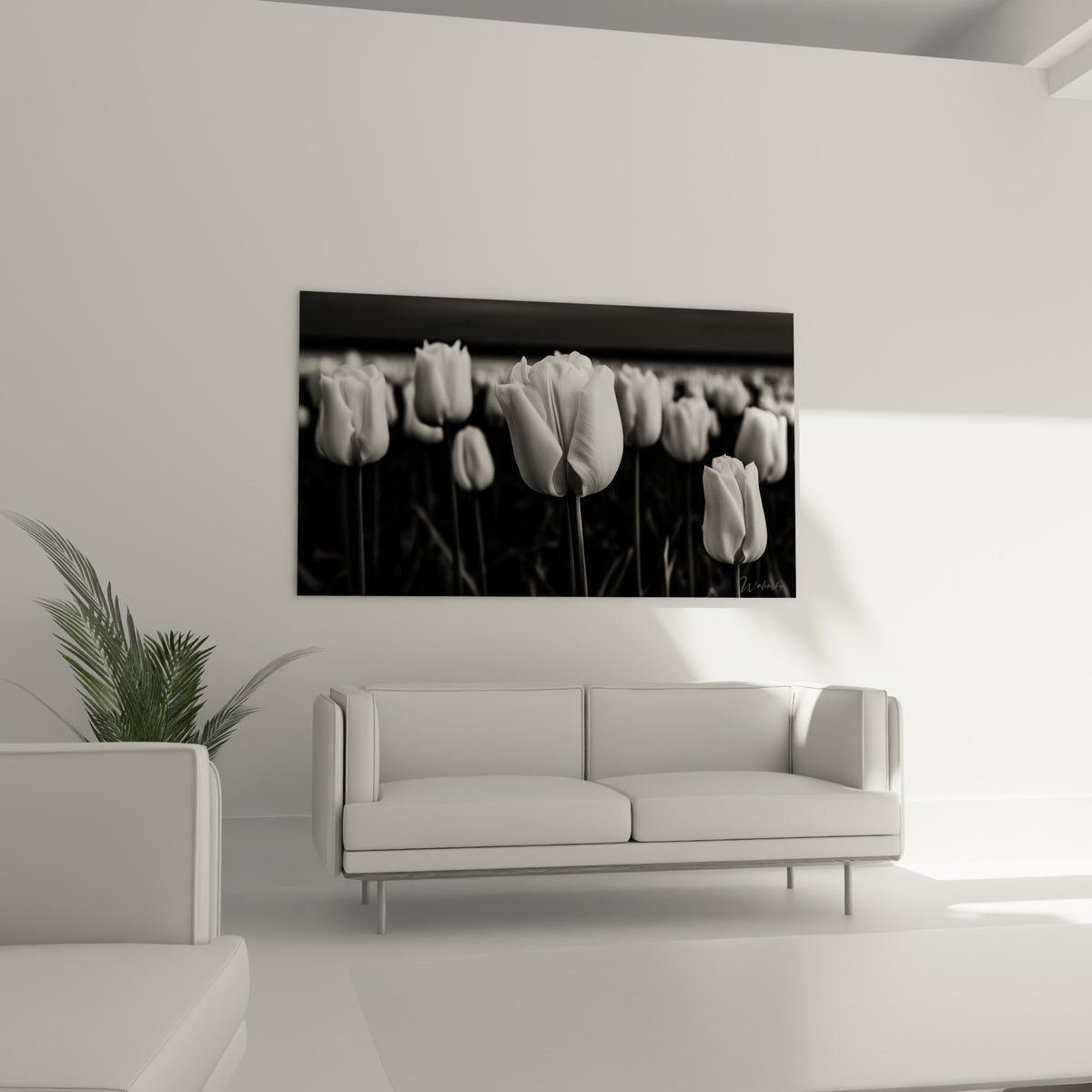 Tulipe blanche éclatante sur fond sombre, disposée au-dessus d'un canapé dans un salon lumineux