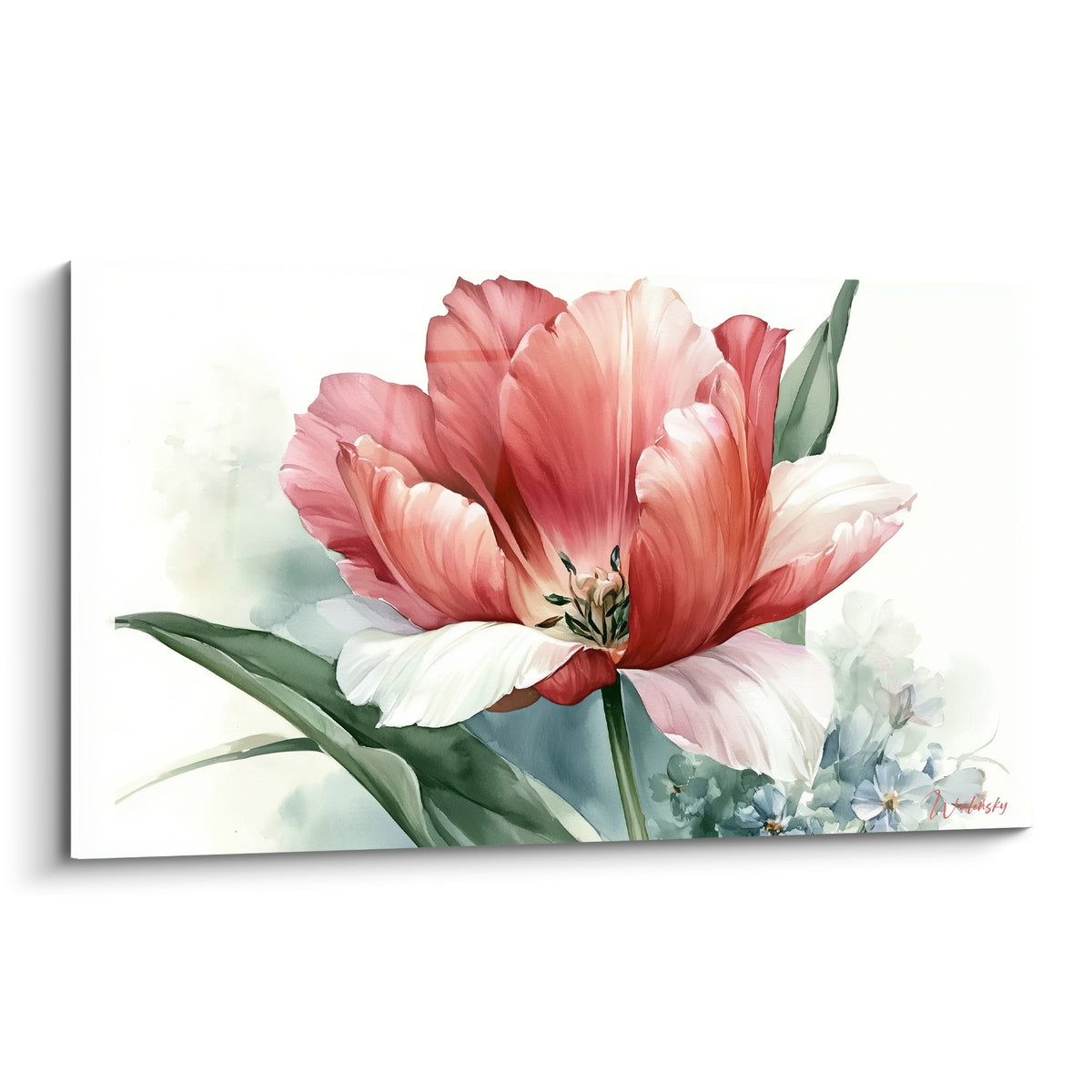 Tulipe corail et blanche grand ouverte, pétales rosés et vert sauge en arrière-plan, aquarelle délicate