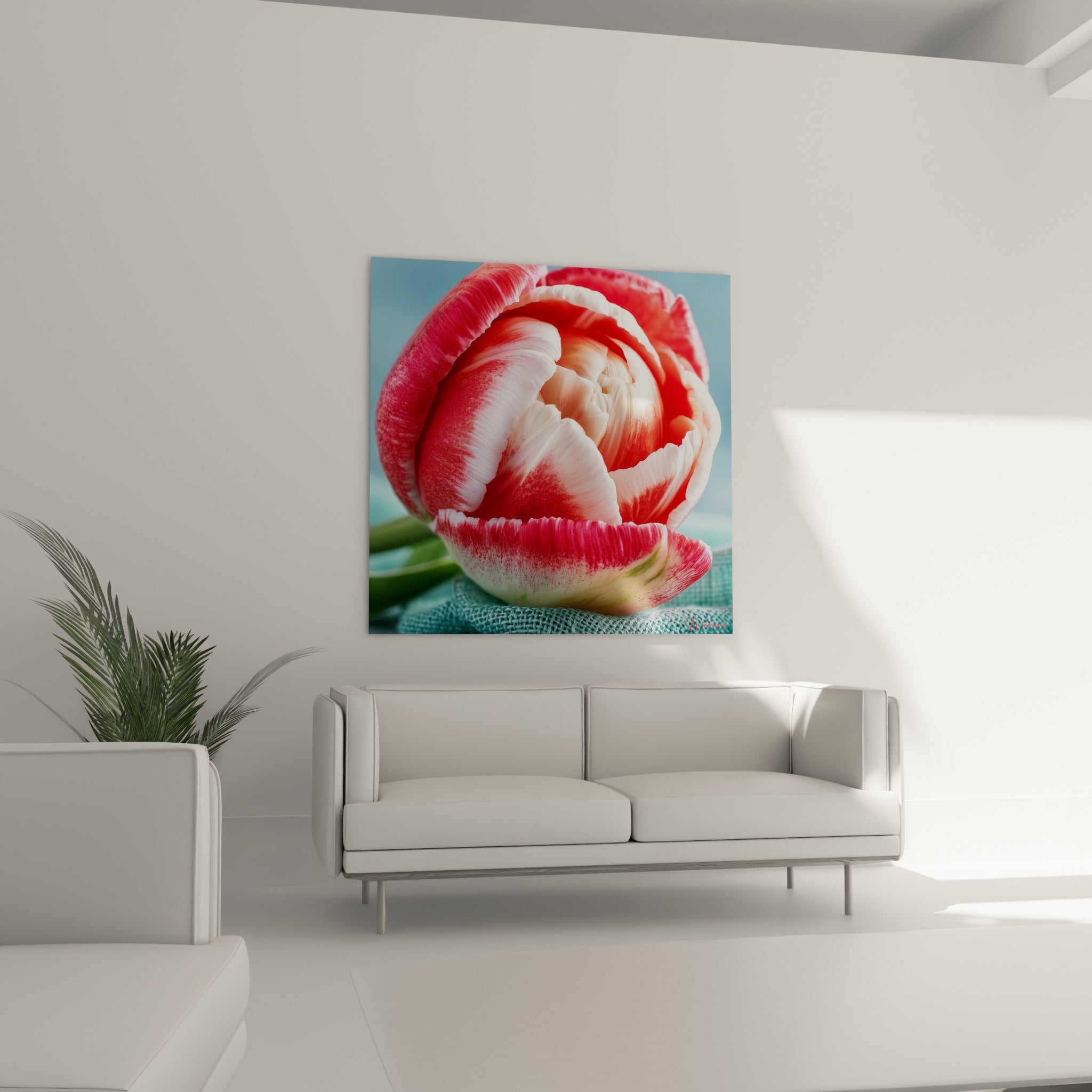 Pétales corail et blanc nacré d'une tulipe épanouie, exposés au-dessus d'un canapé dans un salon lumineux