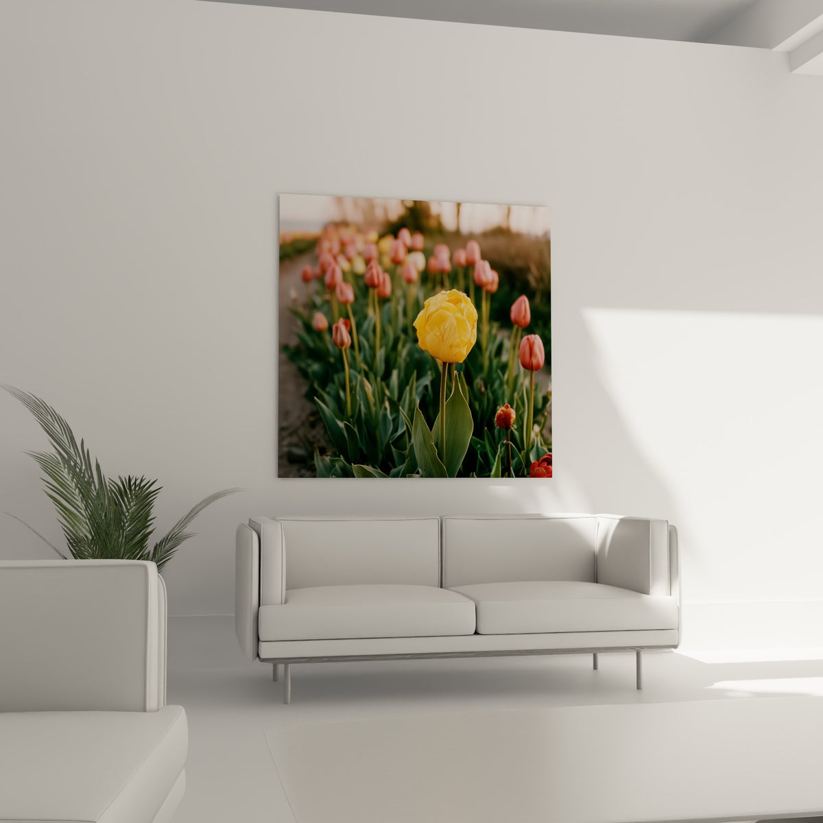 Tulipe corail et jaune dans un champ baigné de lumière rosée, au-dessus d'un canapé dans un salon lumineux