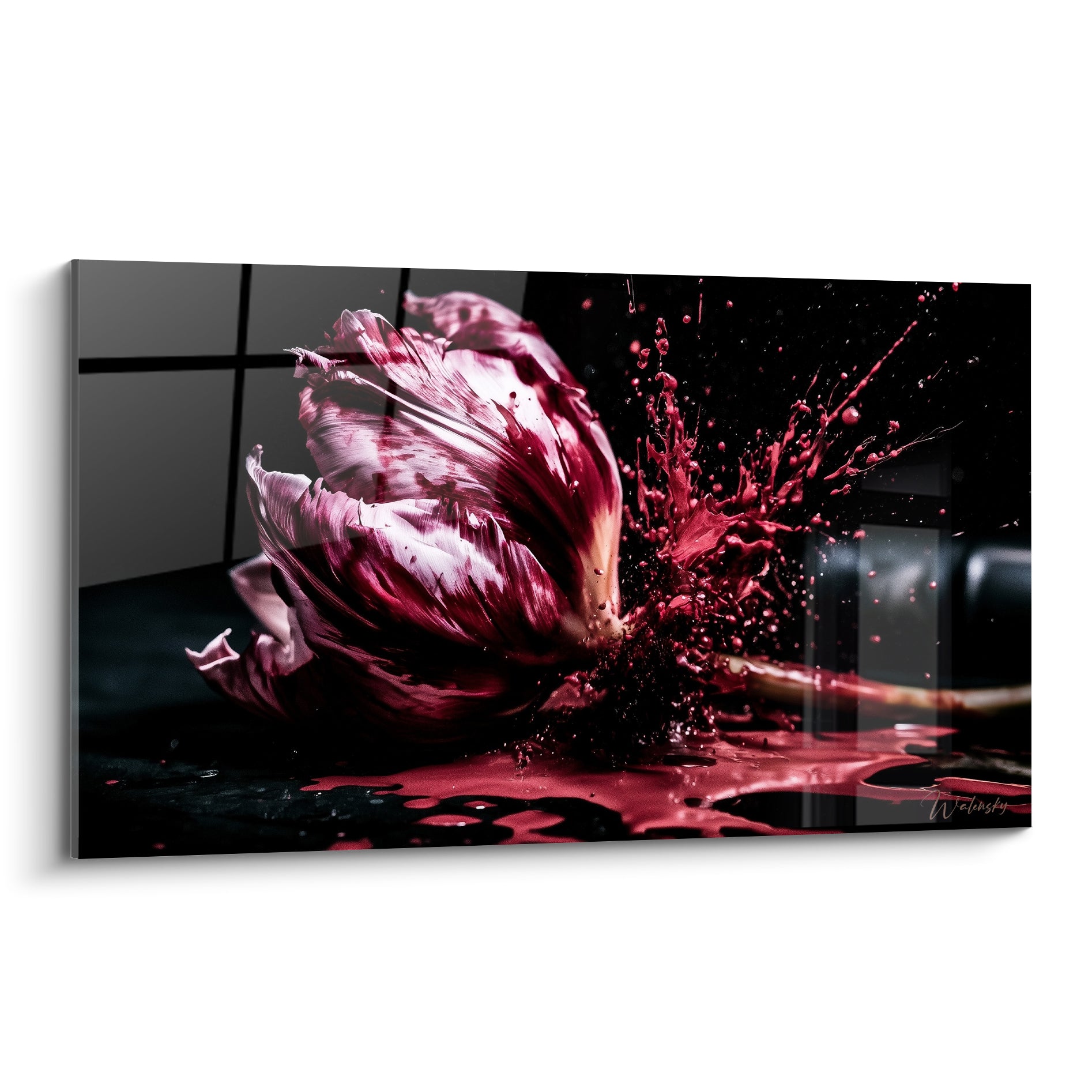 Tulipe rose et bordeaux figée en explosion pourpre sur fond noir anthracite dramatique
