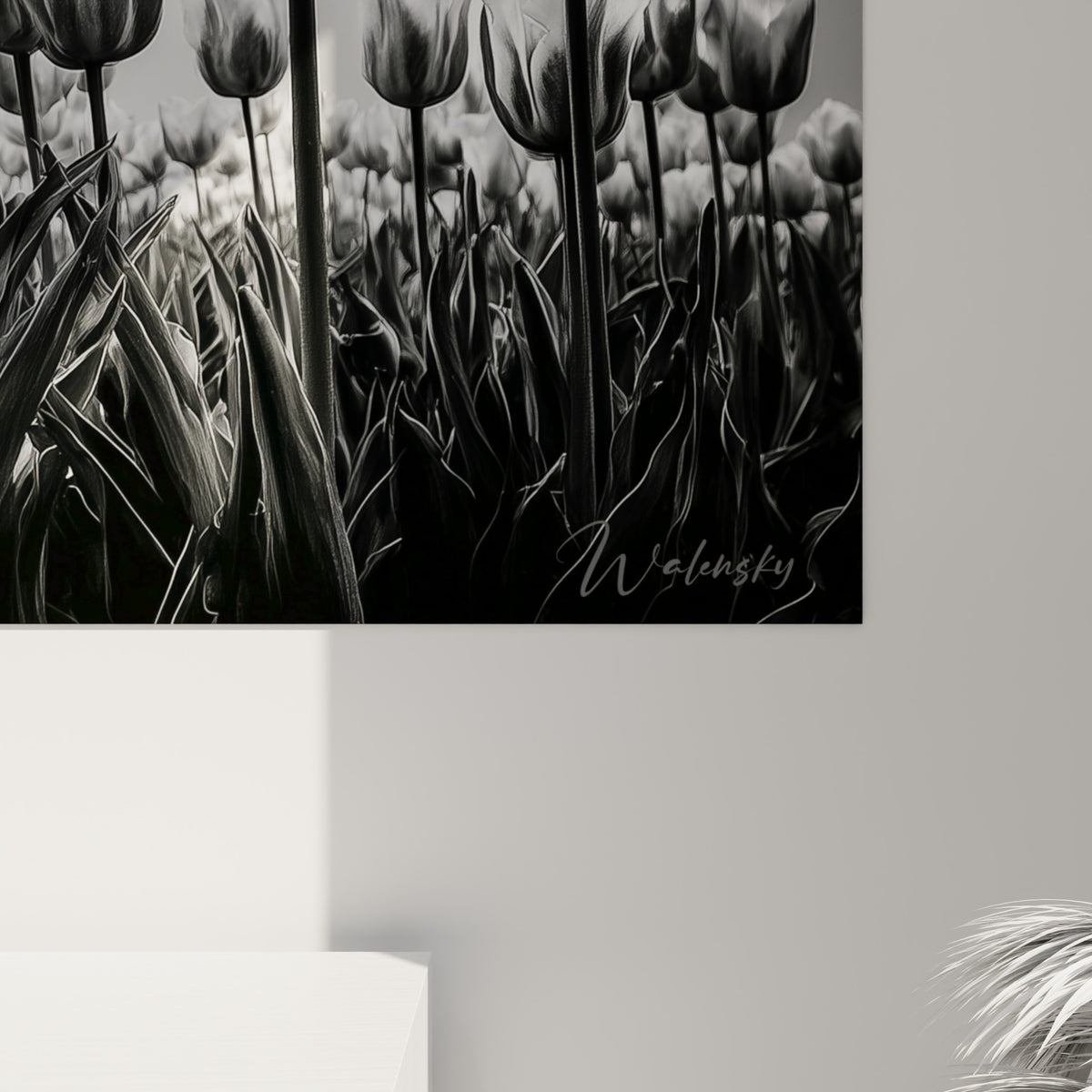 Grain photographique visible sur les tiges anthracite et les pétales blancs des tulipes, matière argentée intense.