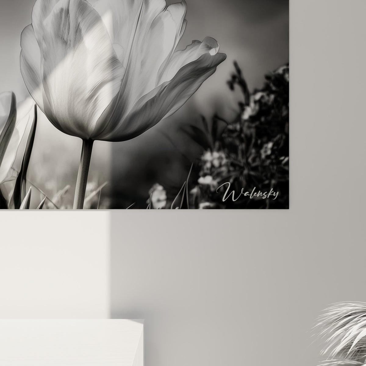 Grain argenté et nervures fines des pétales de tulipe blancs, où le gris et le blanc se fondent sous la lumière.