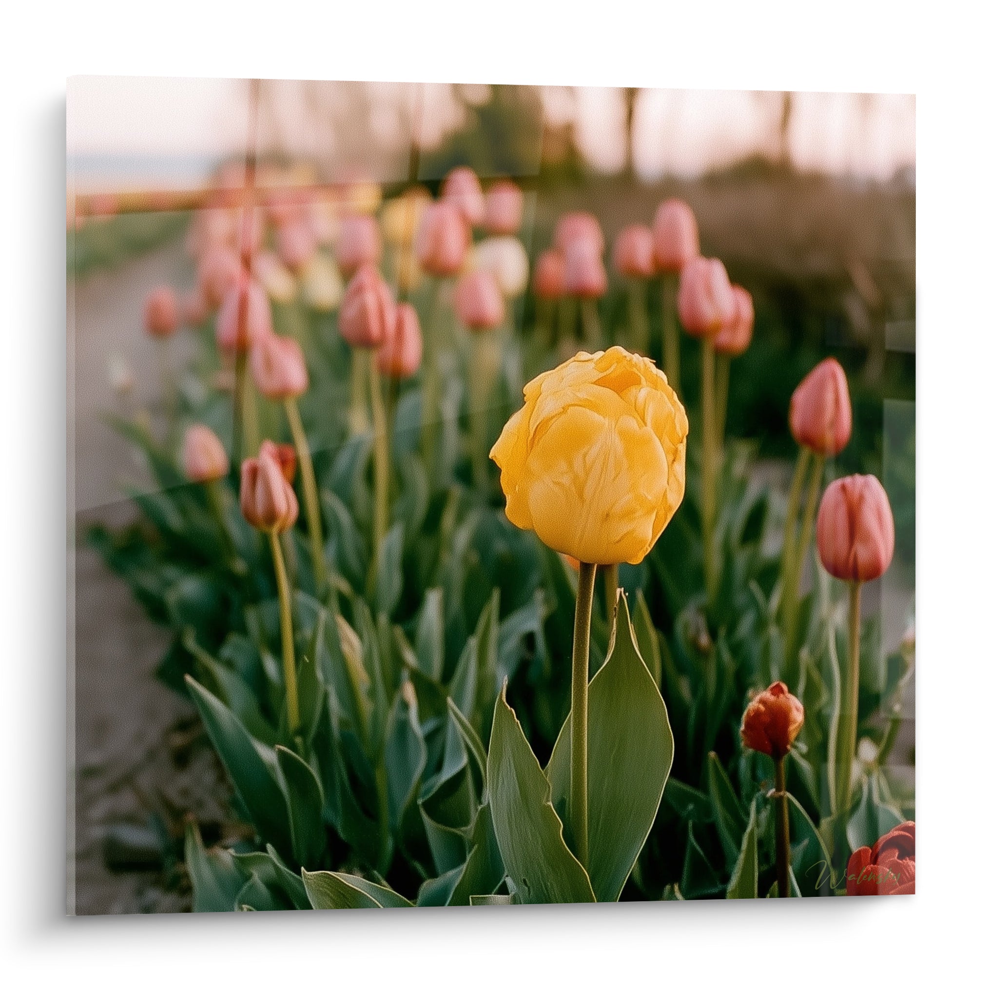 Tulipe jaune aux pétales ouverts se dresse parmi des tulipes corail dans un champ lumineux