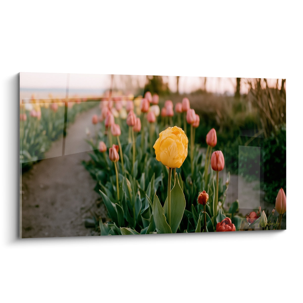 Tulipe jaune dorée nette au centre d'un champ rose et vert, lumière douce et flou artistique environnant