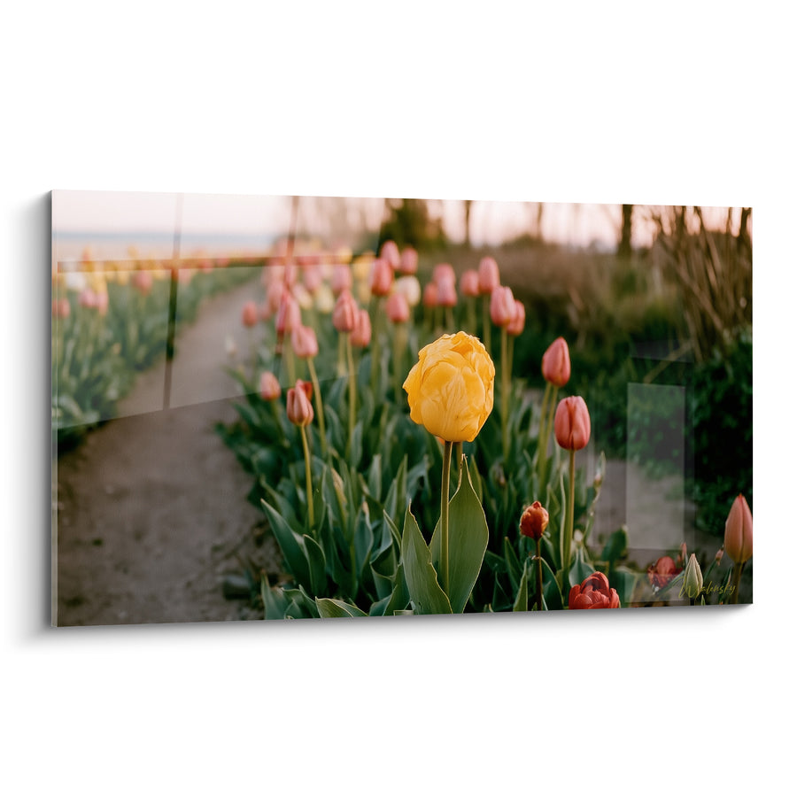 Tableau Tulipe jaune dans un champ rose - Balade printanière - Edition Tulipe