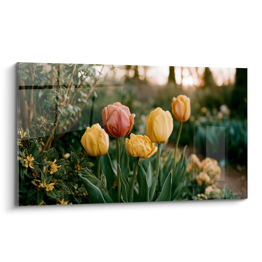 Tableau Tulipes jaunes et corail parmi les buissons - Contre-jour de fin de journée - Edition Tulipe