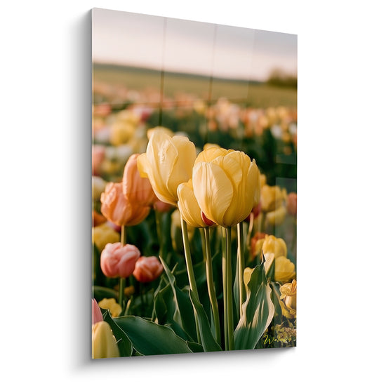 Tableau Champ de tulipes jaunes et corail baigné de brume - Rangées de pétales géantes - Edition Tulipe