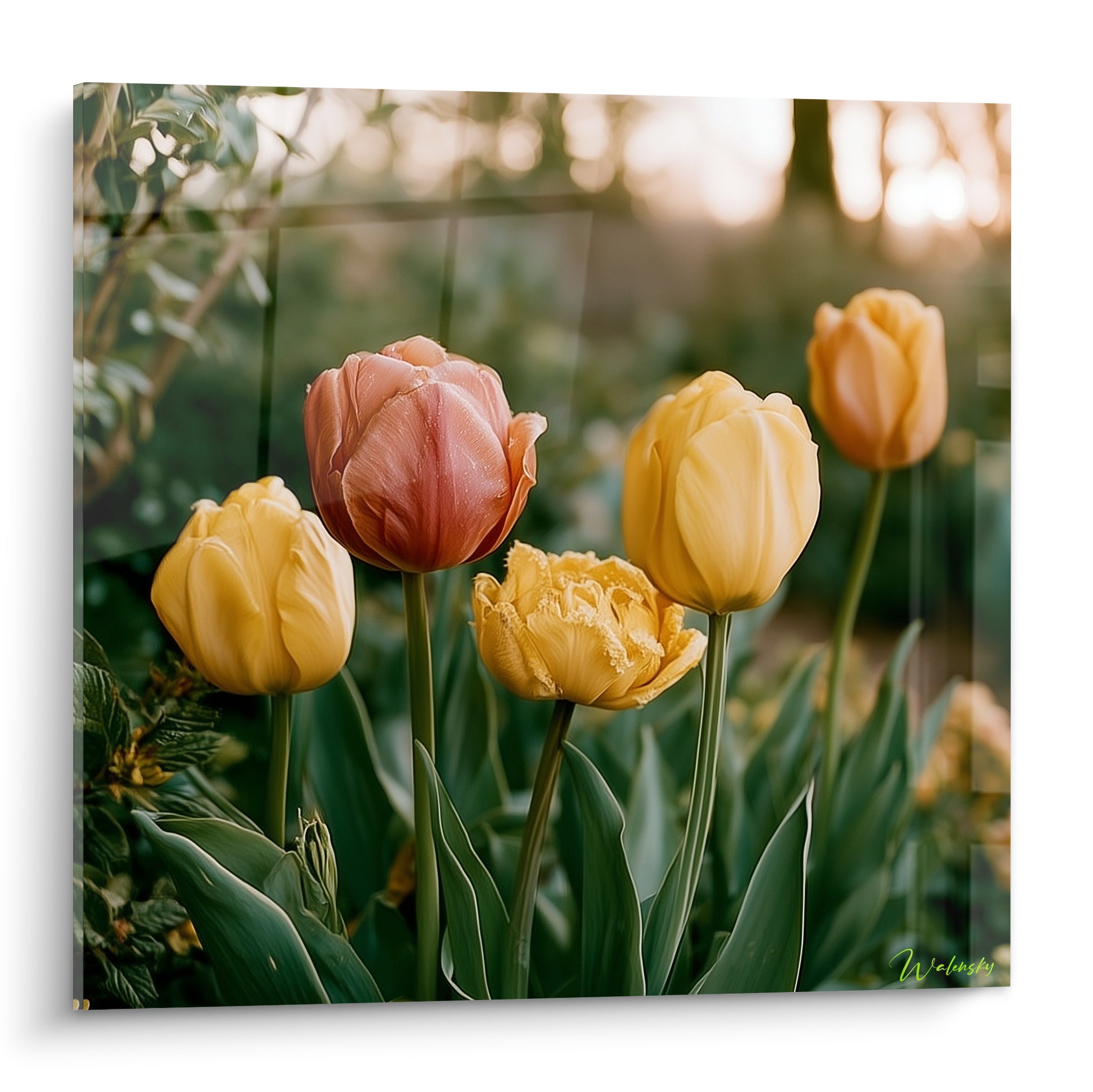 Tulipes jaune doré et rose saumon aux pétales délicats devant un fond verdoyant flou lumineux