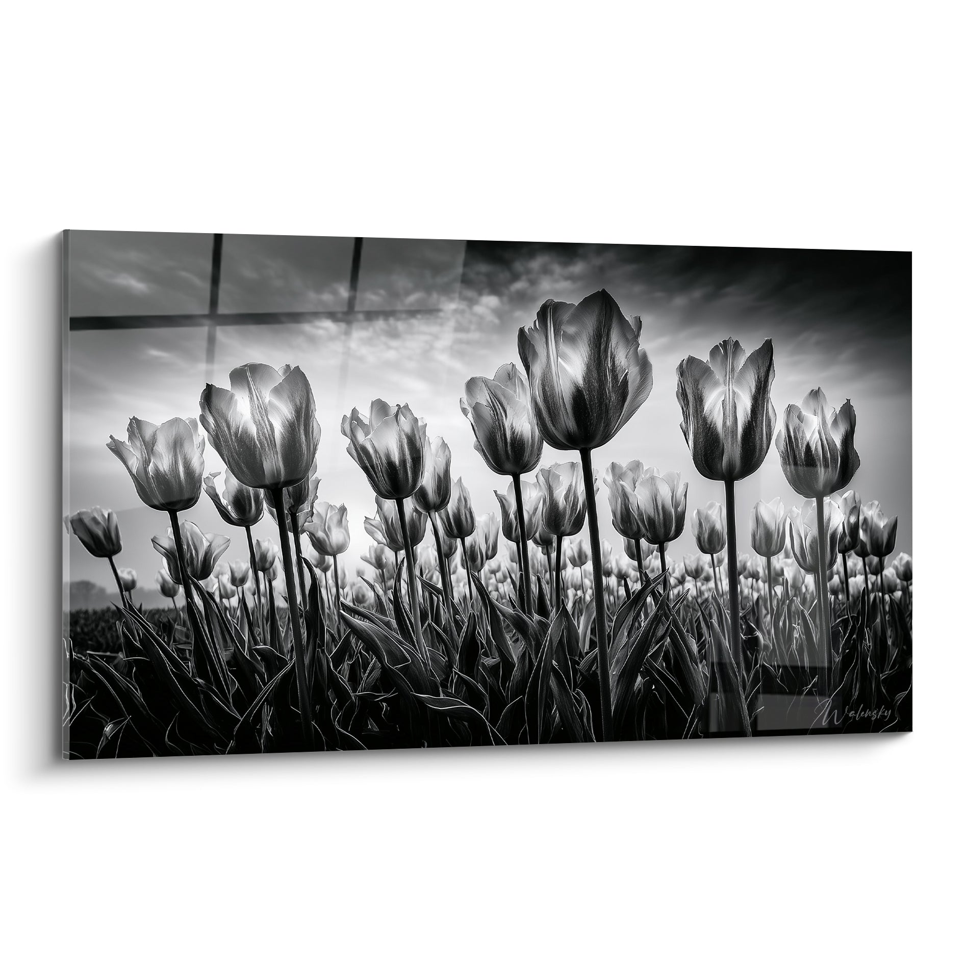 Tulipes en noir et blanc dressées vers un ciel nuageux, contraste gris anthracite et blanc lumineux.