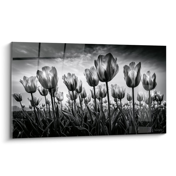 Tableau Champ de tulipes noir et blanc contre-jour - Éveil du champ - Edition Tulipe