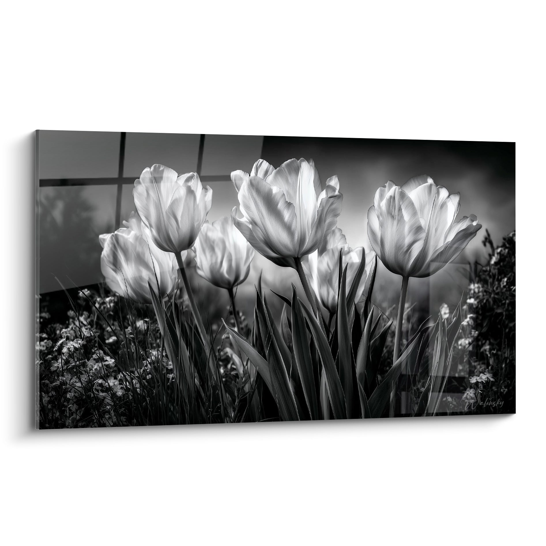 Tulipes blanches rétroéclairées en noir et blanc, pétales translucides sur fond gris anthracite