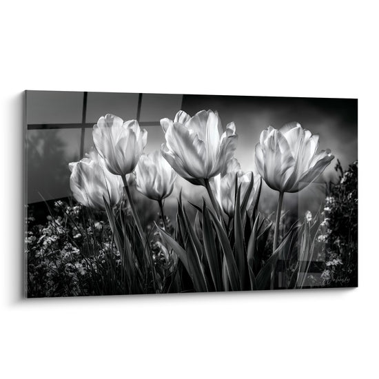Tulipes blanches rétroéclairées en noir et blanc, pétales translucides sur fond gris anthracite
