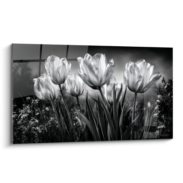 Tableau Tulipes rétroéclairées noir et blanc - Lueur printanière - Edition Tulipe