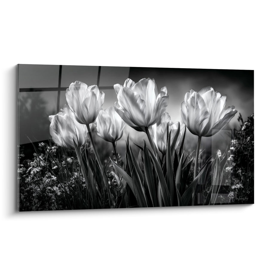 Tableau Tulipes rétroéclairées noir et blanc - Lueur printanière - Edition Tulipe