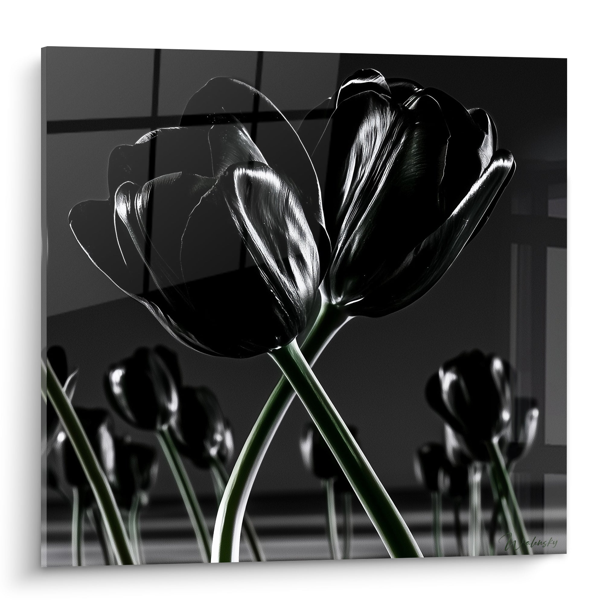 Tulipes noires aux pétales lustrés se dressent, tiges vertes croisées sur fond gris anthracite flou