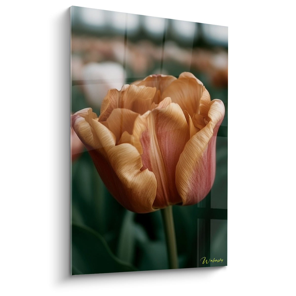 Tulipe ocre et corail aux pétales veinés, gros pétales ouverts sur fond vert flouté