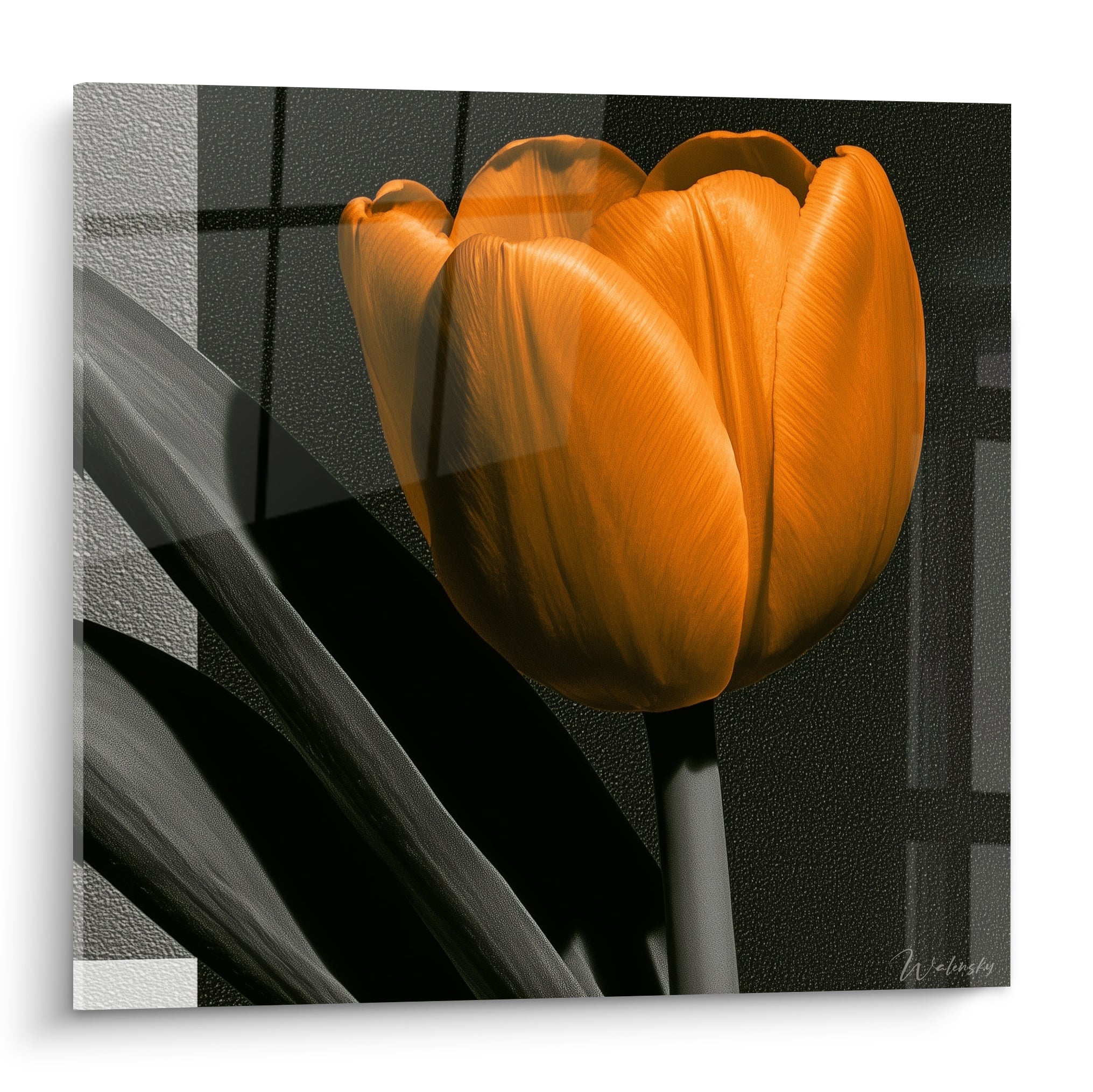 Tulipe orange aux pétales veloutés se détache sur un fond gris anthracite structuré