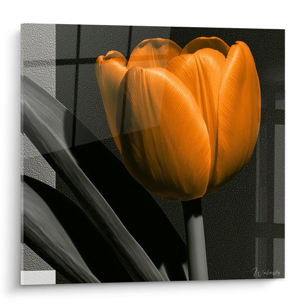 Tableau Tulipe orange sur fond gris anthracite - Éclosion silencieuse - Edition Tulipe