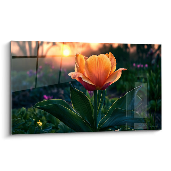 Tulipe orange et rouge aux pétales ouverts devant un coucher de soleil flou vert et doré