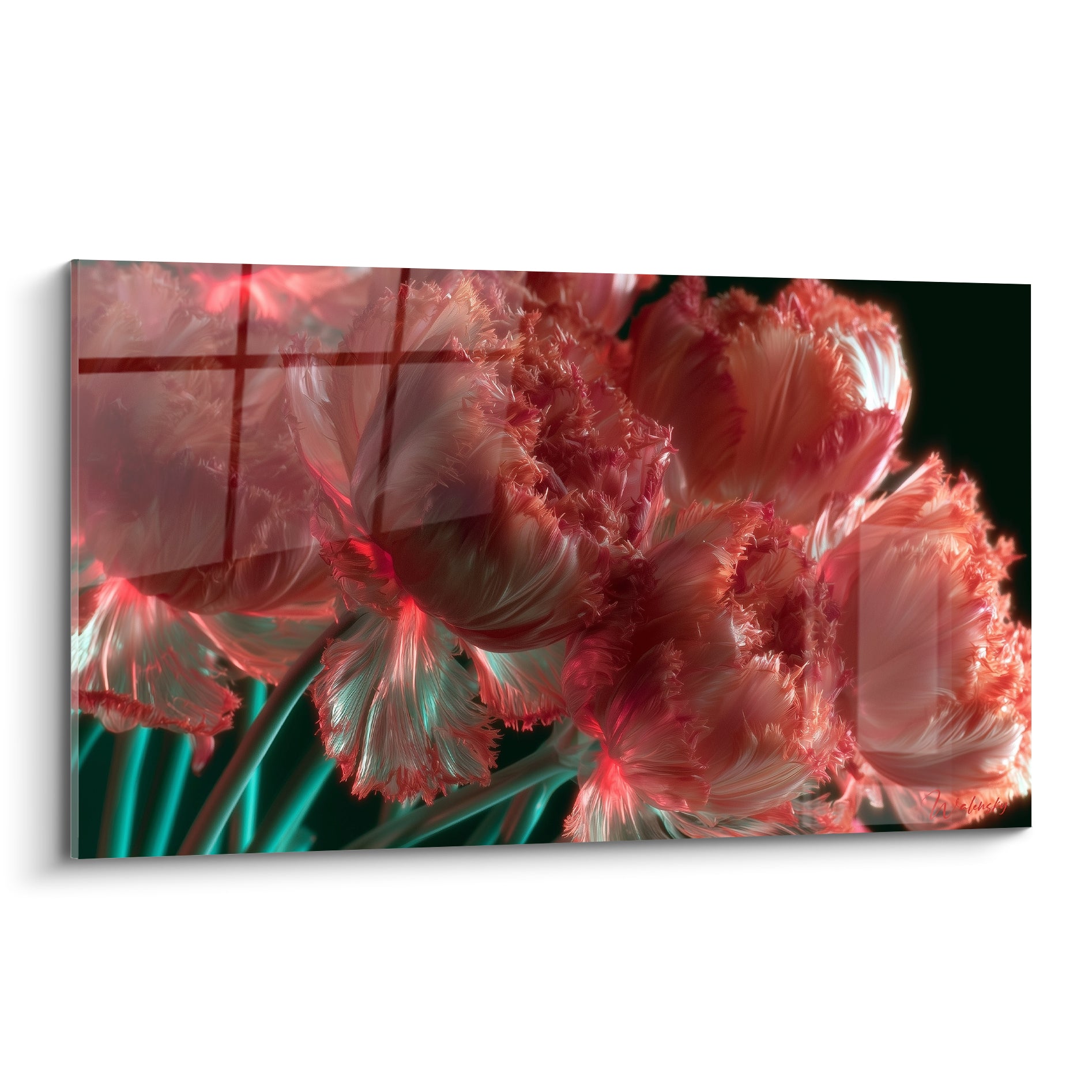 Tulipes perroquet corail aux pétales frangés et tiges turquoise sur fond anthracite profond