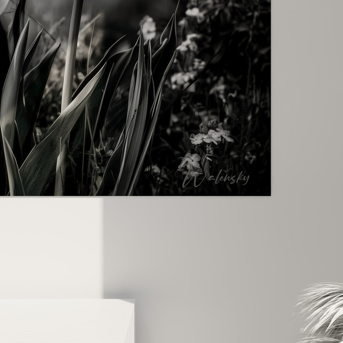 Grain photographique visible sur les pétales de tulipe blancs, nervures fines et fond gris flouté en gros plan