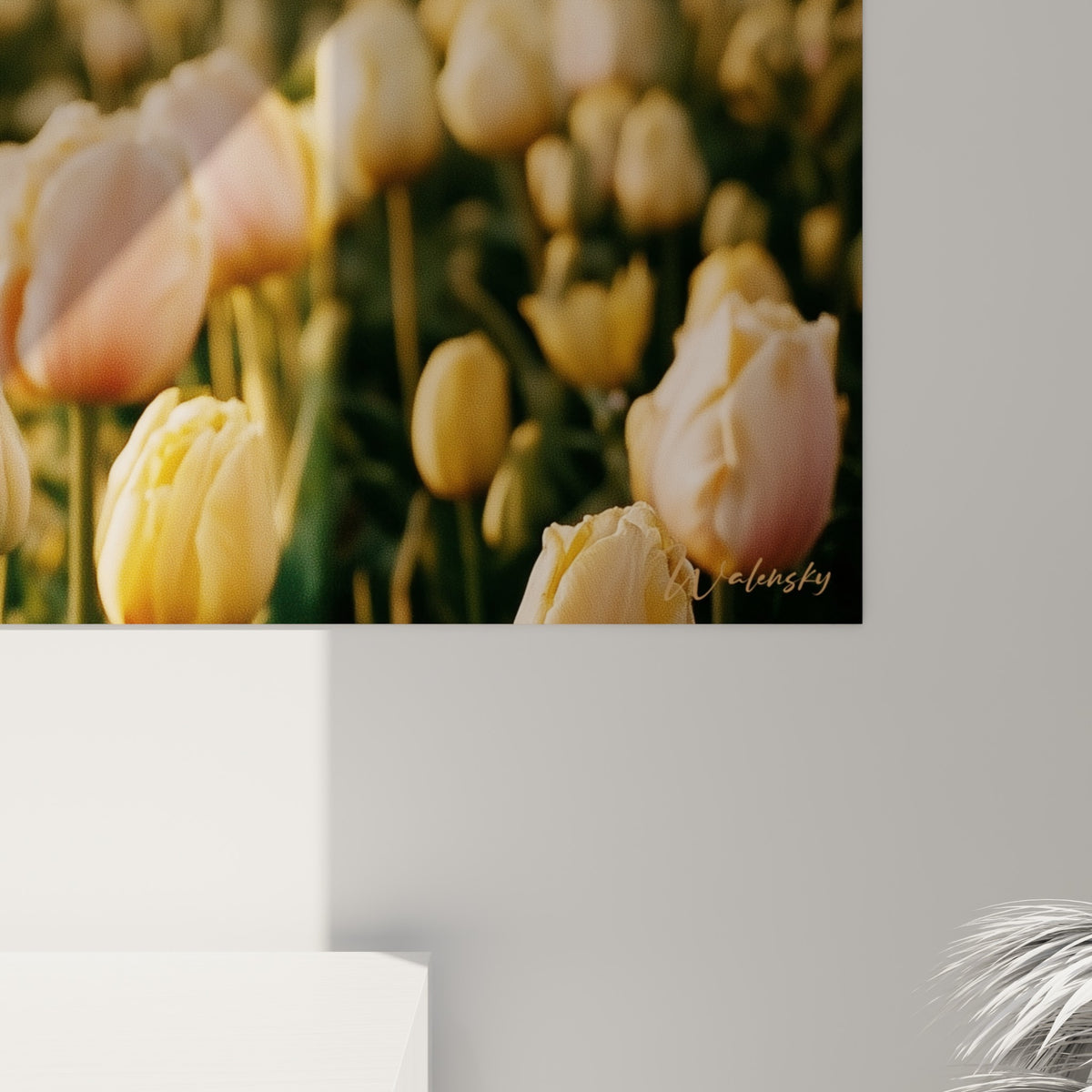 Pétales de tulipes roses aux reflets satinés, grain photographique visible dans la lumière dorée rasante
