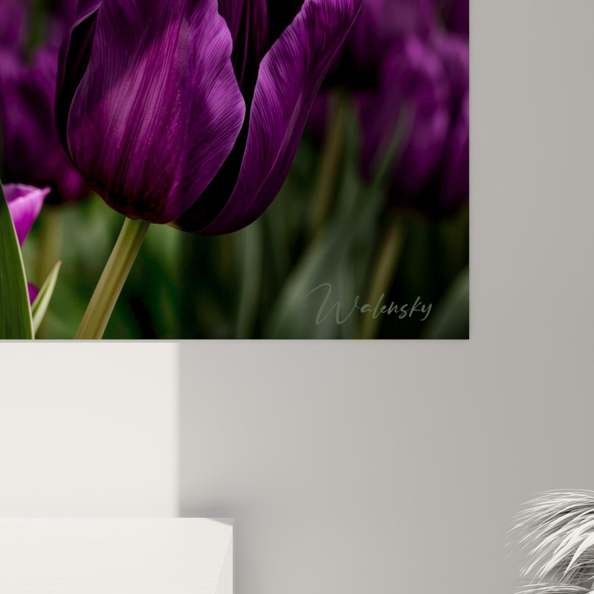 Pétales de tulipe pourpre et nervures claires révélant la texture veloutée, coulures de lumière sur le grain anthracite