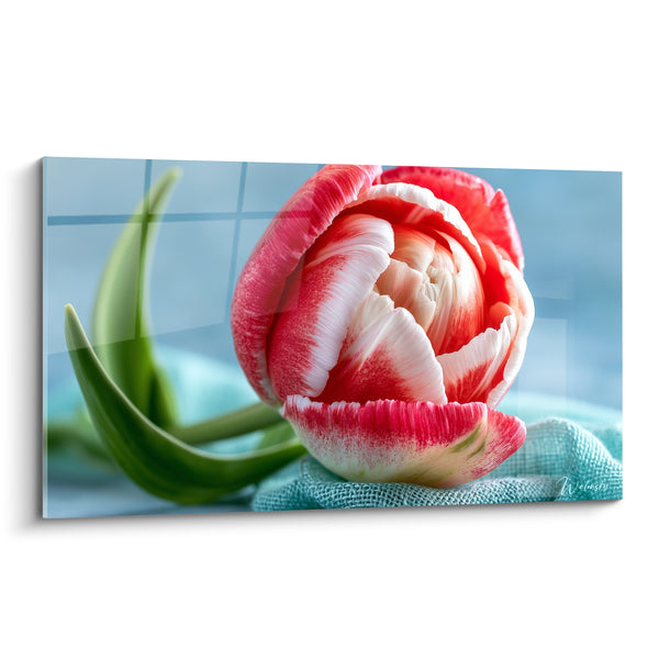 Tableau Tulipe rose et blanche posée sur tissu turquoise - Feuille recourbée en spirale - Edition Tulipe